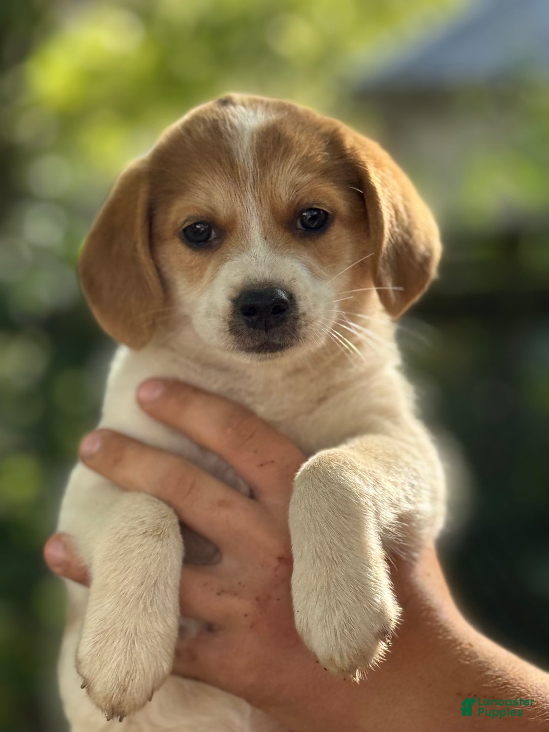 German Shepherd Chihuahua Beagle Mix Puppies For Sale Shepherd Mix