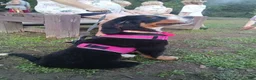 Bernese Mountain Dog dogs for sale: Bernese Mountain Dog 2 - Ad 7