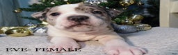 American Pit Bull Terrier dogs for sale: EVE - Ad 3