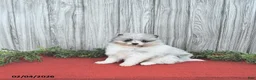 Pomeranian dogs for sale: Cameron - Ad 5
