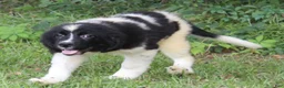 Newfoundland dogs for sale: Millie - Ad 5