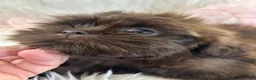 Shih Tzu dogs for sale: Coco  - Ad 14