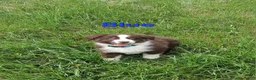 Australian Shepherd dogs for sale: Blue - Ad 5