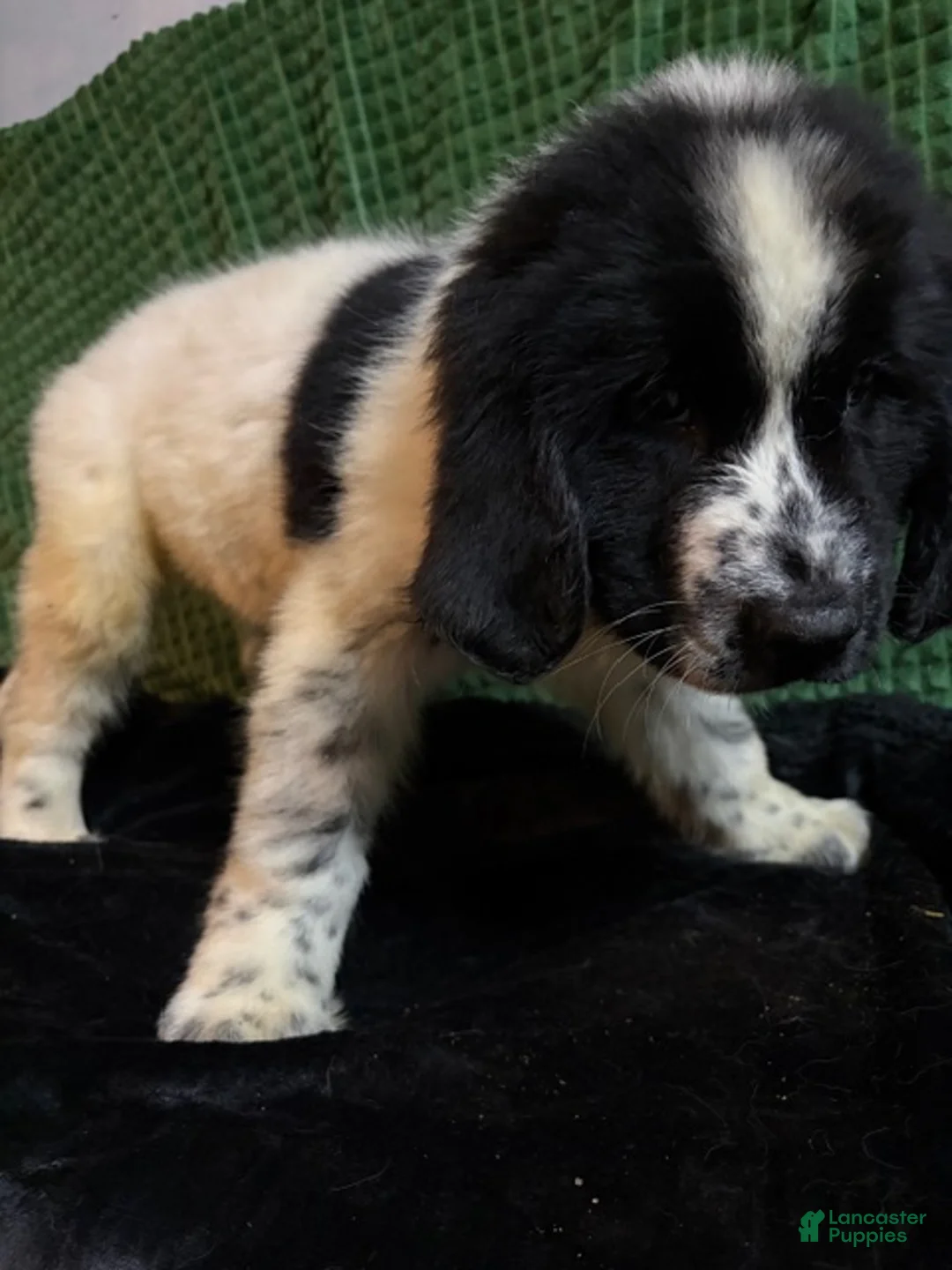 Newfoundland dogs for sale: Green Collar Male - Ad 3