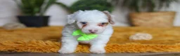 Yorkiepoo dogs for sale: Maxime - Ad 4