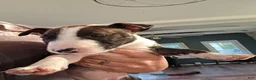 Miniature Bull Terrier dogs for sale: Miniature Bull Terrier 1 - Ad 9
