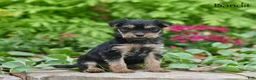 Morkie dogs for sale: Bandit - Ad 3