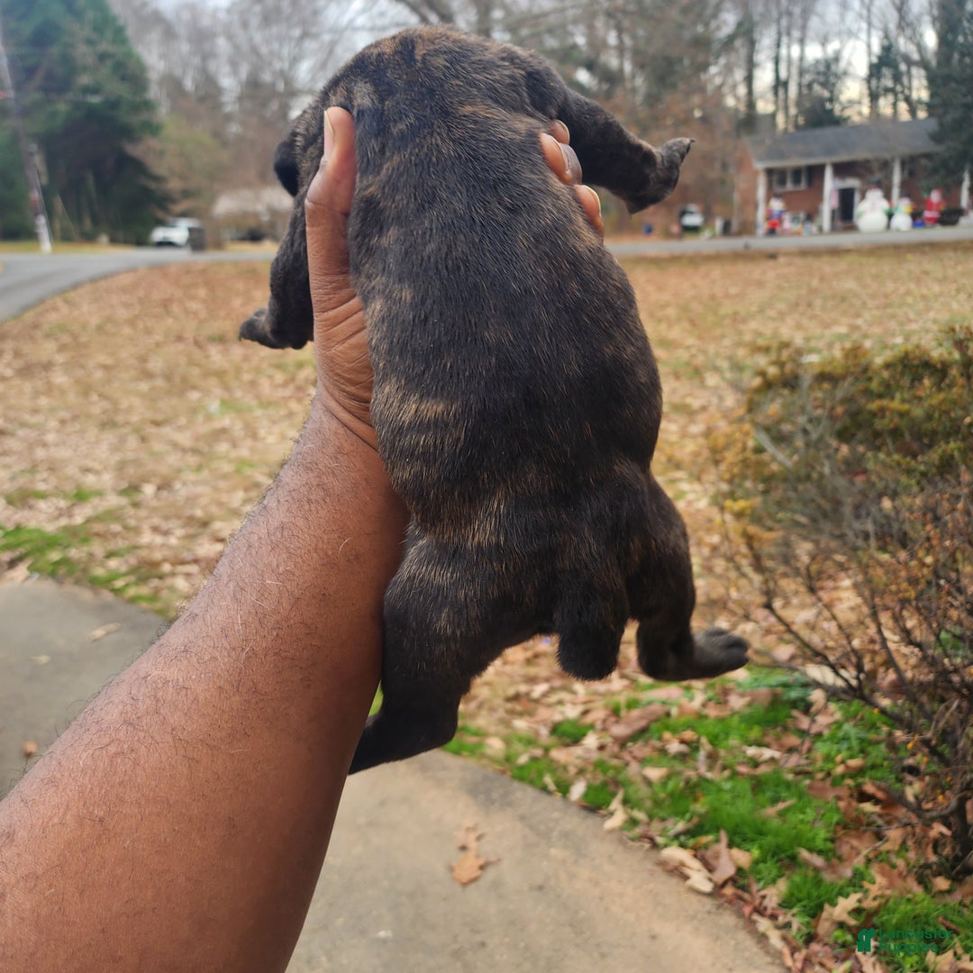 South African Boerboels dogs for sale: Tiger - Ad 2