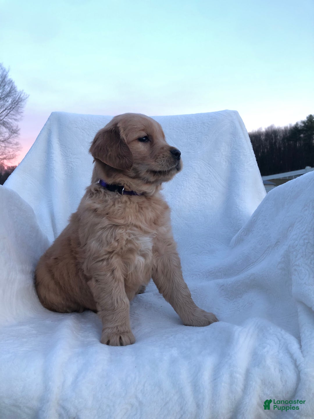 Golden Retriever dogs for sale: Romeo - Ad 13