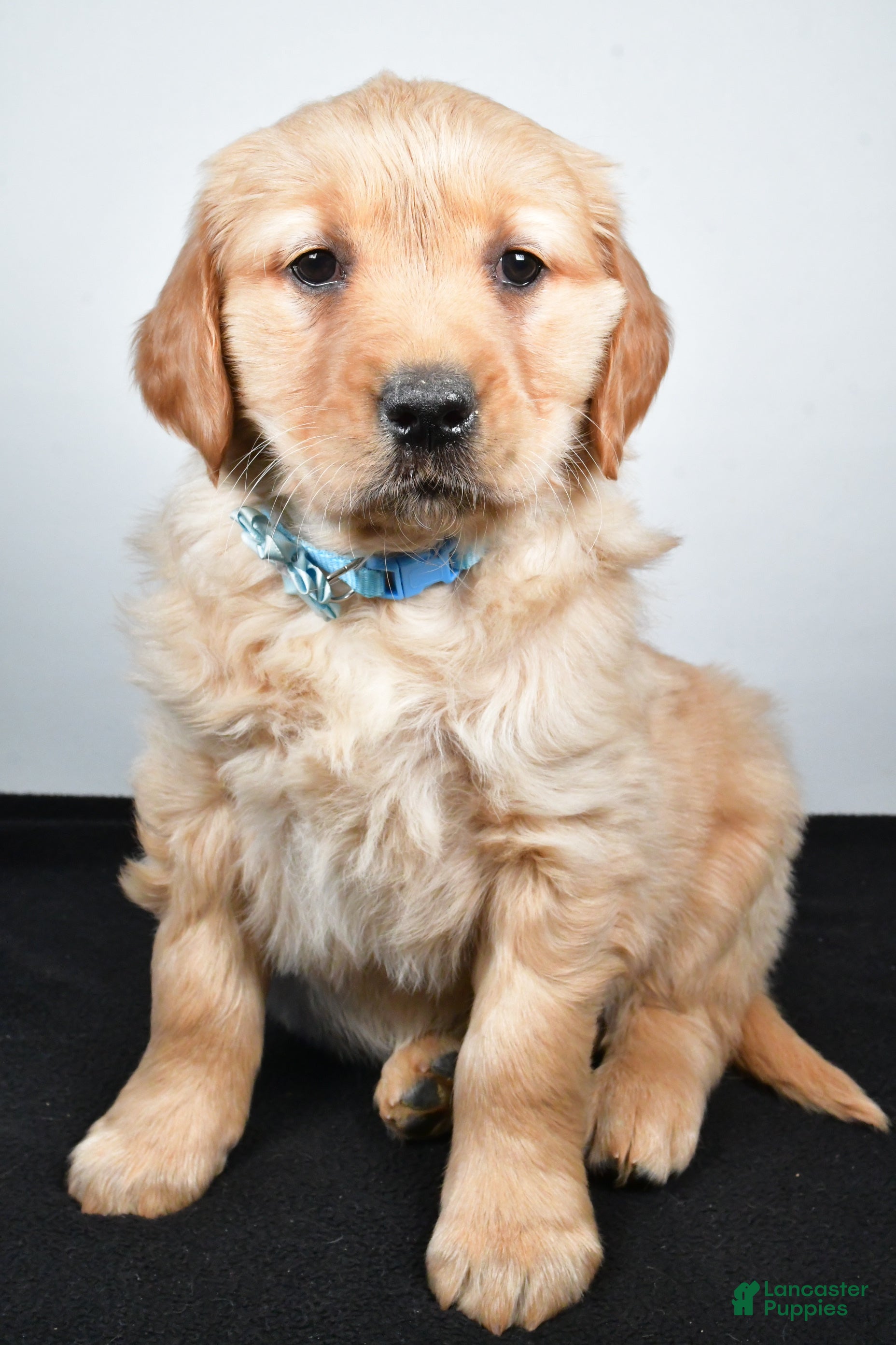 Golden Retriever dogs Jolene - Ad 2