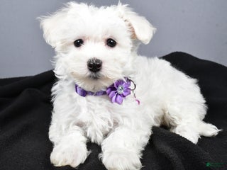 Maltipoo dogs - Ad 31