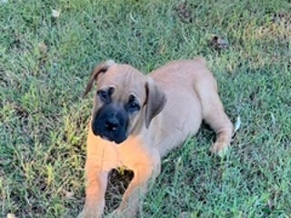 South African Boerboels dogs - Ad 9