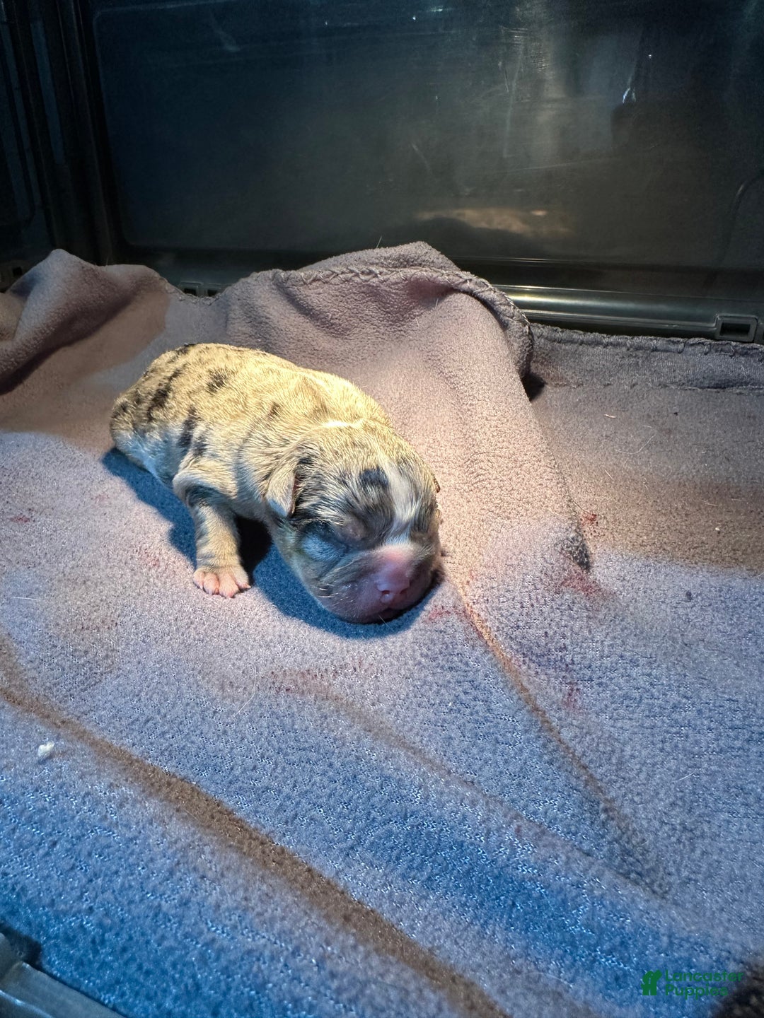 English Bulldog dogs for sale: Blue Fawn Merle Boy  - Ad 9