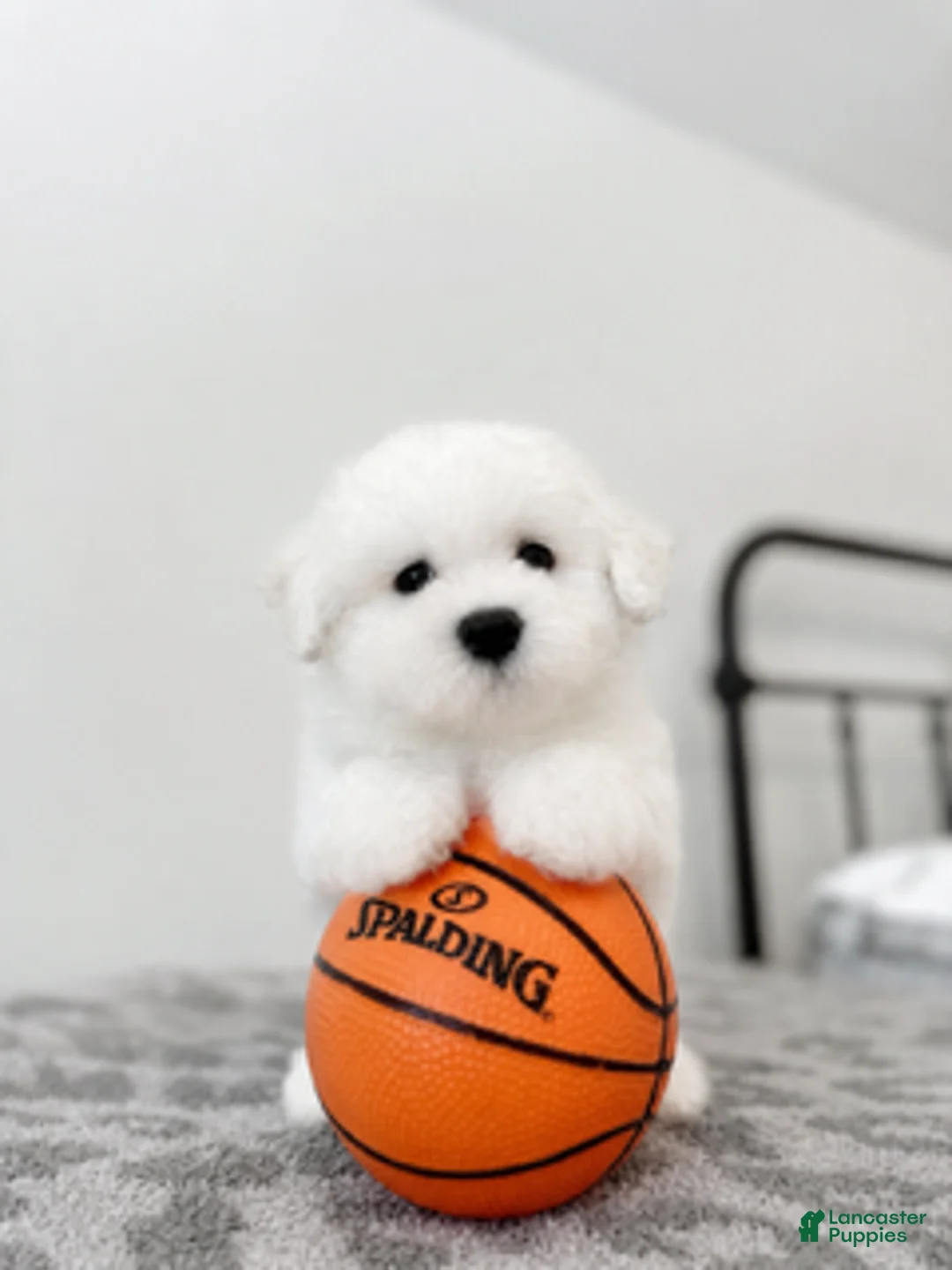 Maltipoo dogs for sale: Romeo - Ad 5