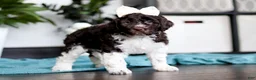 Portuguese Water Dog dogs for sale: Lily - Ad 2
