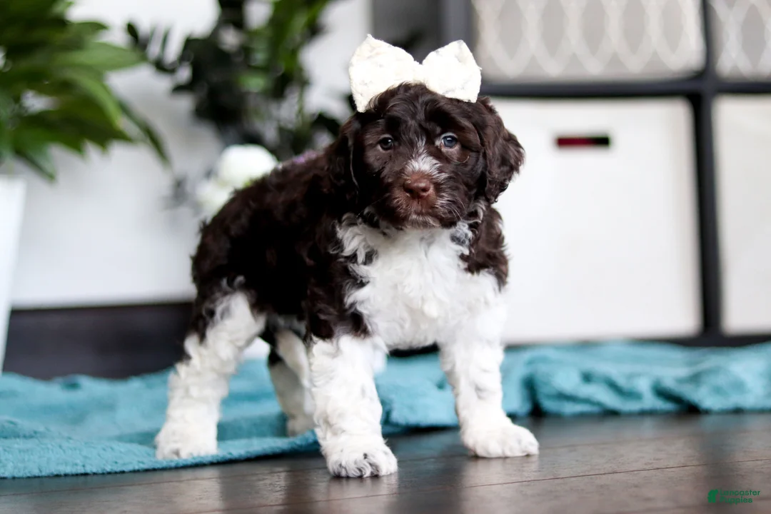 Portuguese Water Dog dogs for sale: Lily - Ad 2