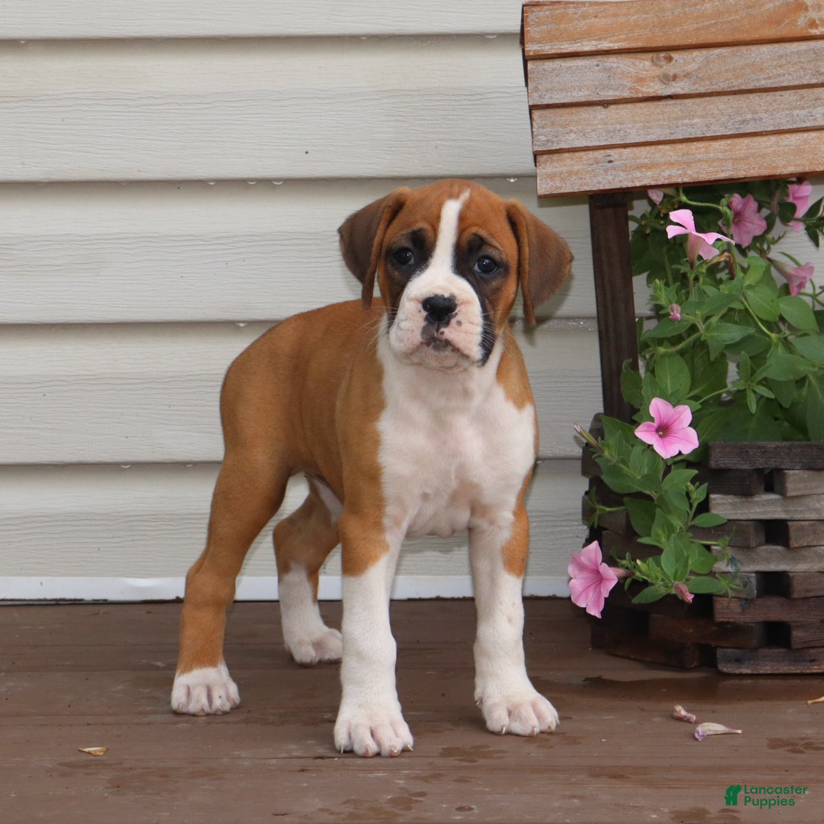 Boxer dogs Paisley - Ad 1