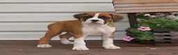 Boxer dogs for sale: Paisley - Ad 1