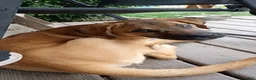 Mixed Breed dogs for sale: Mixed Breed 1 - Ad 1