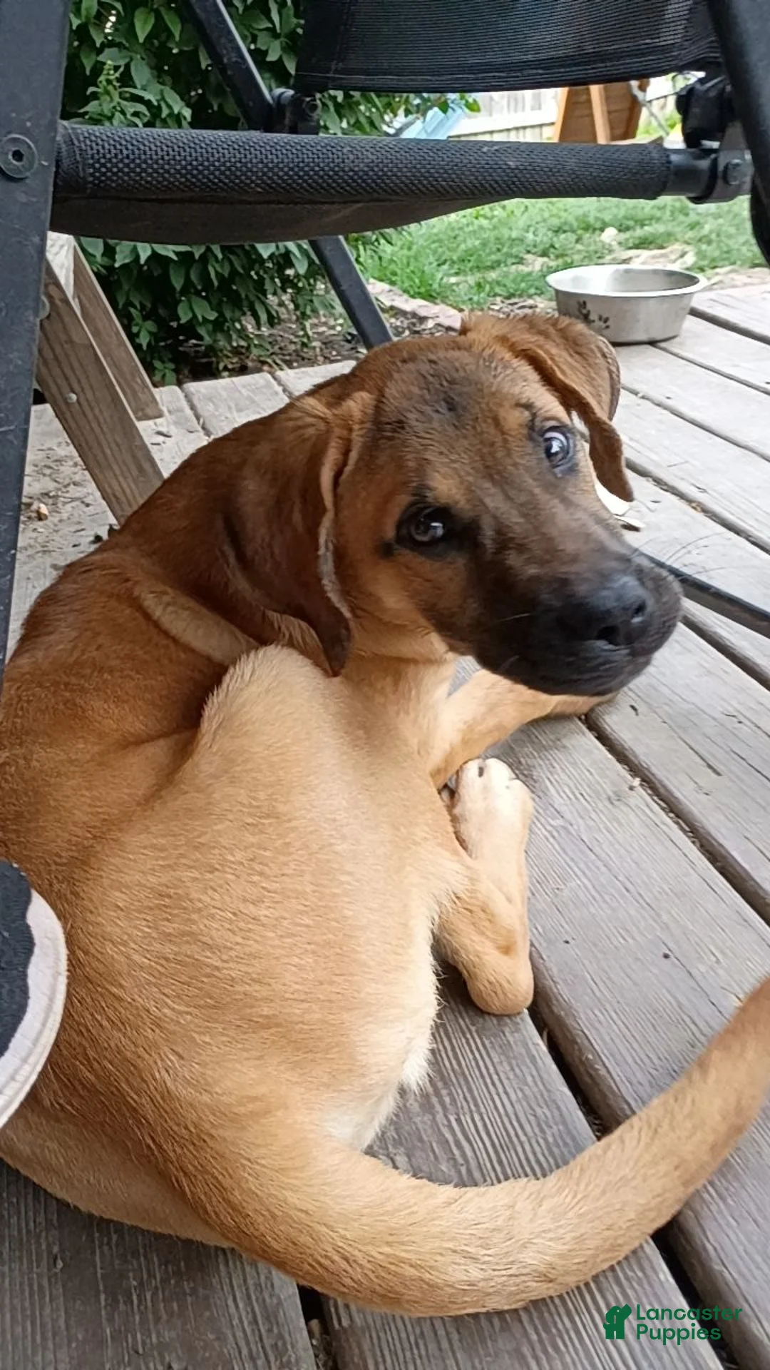 Mixed Breed dogs for sale: Mixed Breed 1 - Ad 1