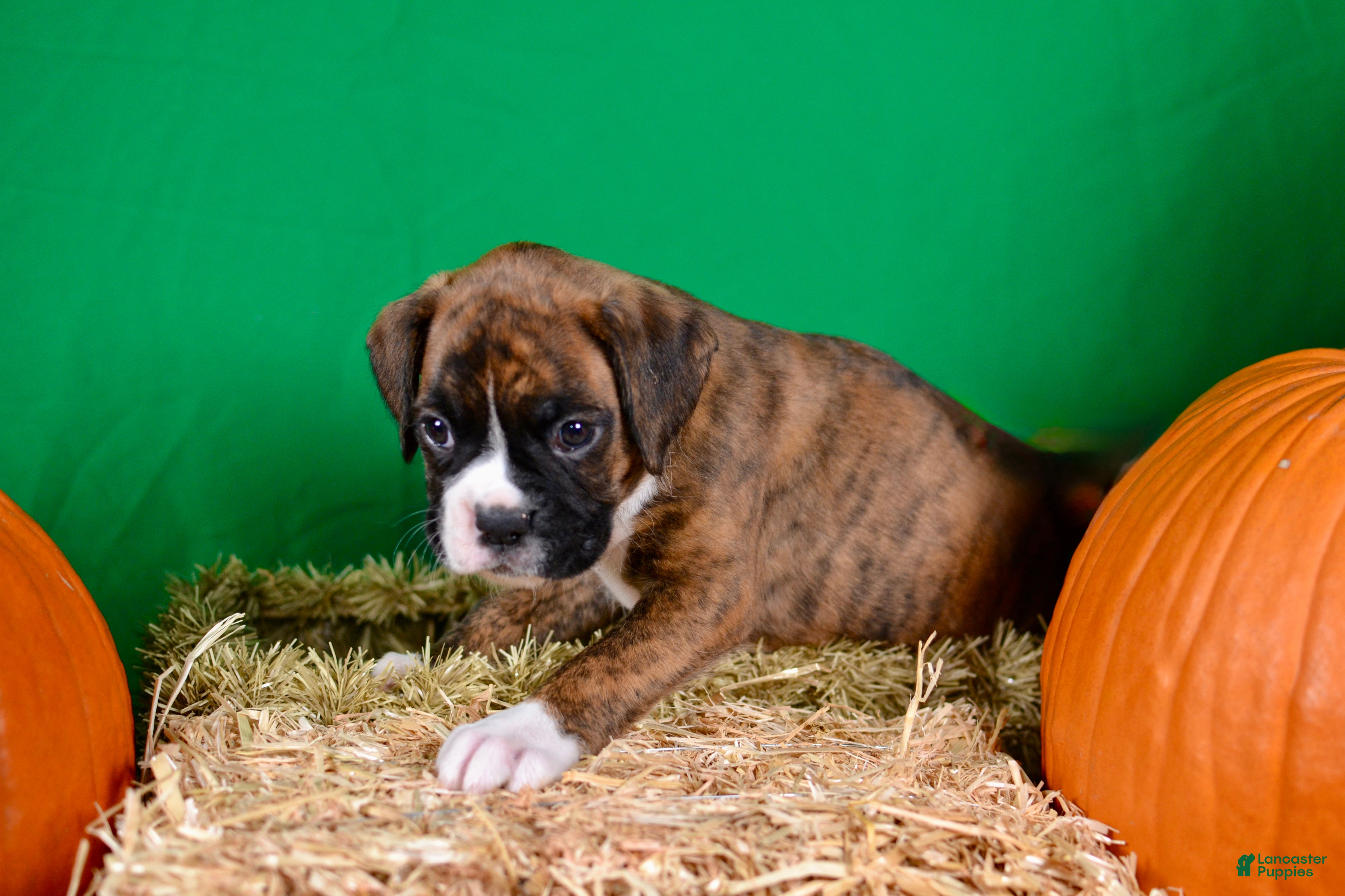 Boxer dogs Boxer 4 - Ad 2