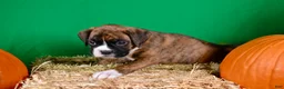 Boxer dogs for sale: Boxer 4 - Ad 2
