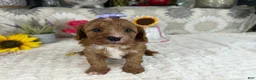 Cavapoo dogs for sale: Kayla - Ad 3