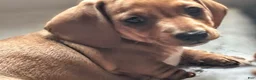 Miniature Dachshund dogs for sale: Frankie - Ad 3