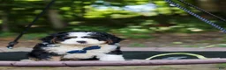 Mini Bernedoodle dogs for sale: Graham - Ad 1