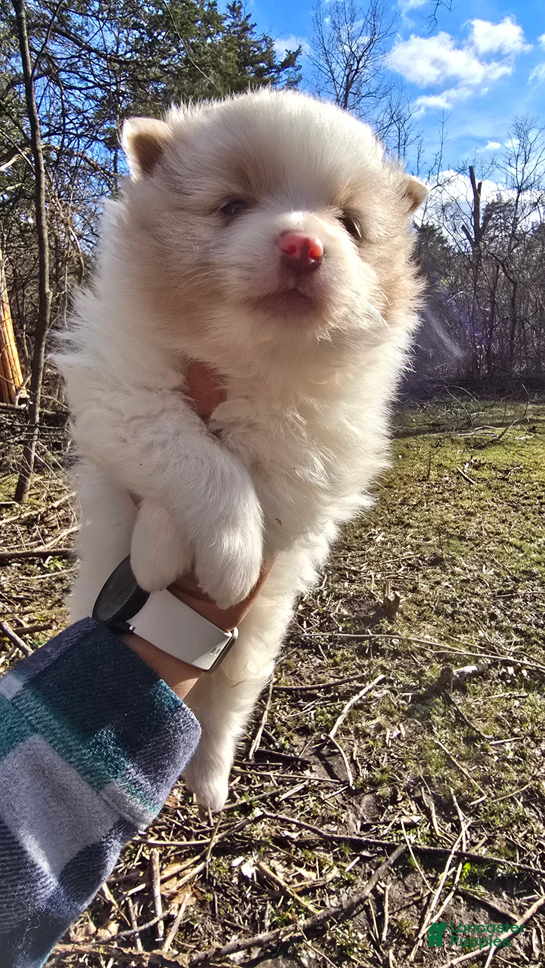 Pomapoo dogs for sale: Hero - Ad 2