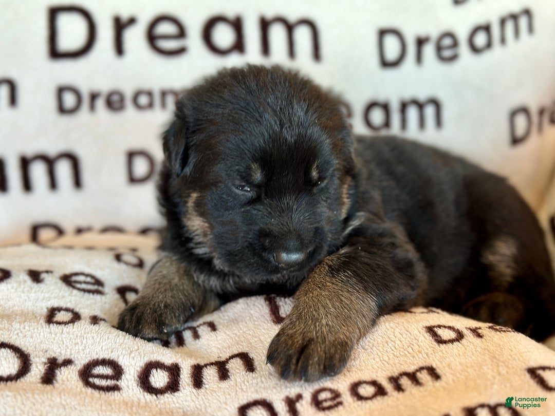 German Shepherd dogs for sale: Cooper - Ad 1