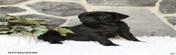 Pug dogs for sale: Bouncer - Ad 3