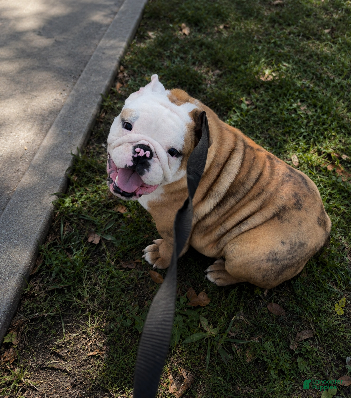 English Bulldog dogs Ambition  - Ad 1