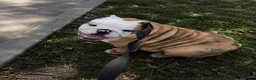 English Bulldog dogs for sale: Ambition  - Ad 1
