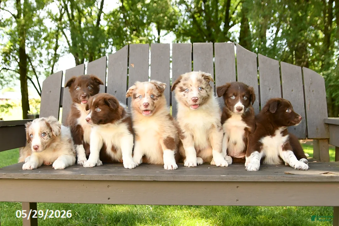 Border Collie dogs for sale: Mike - Ad 5