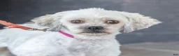 Teddy Bear dogs for sale: Lafayette - Ad 11