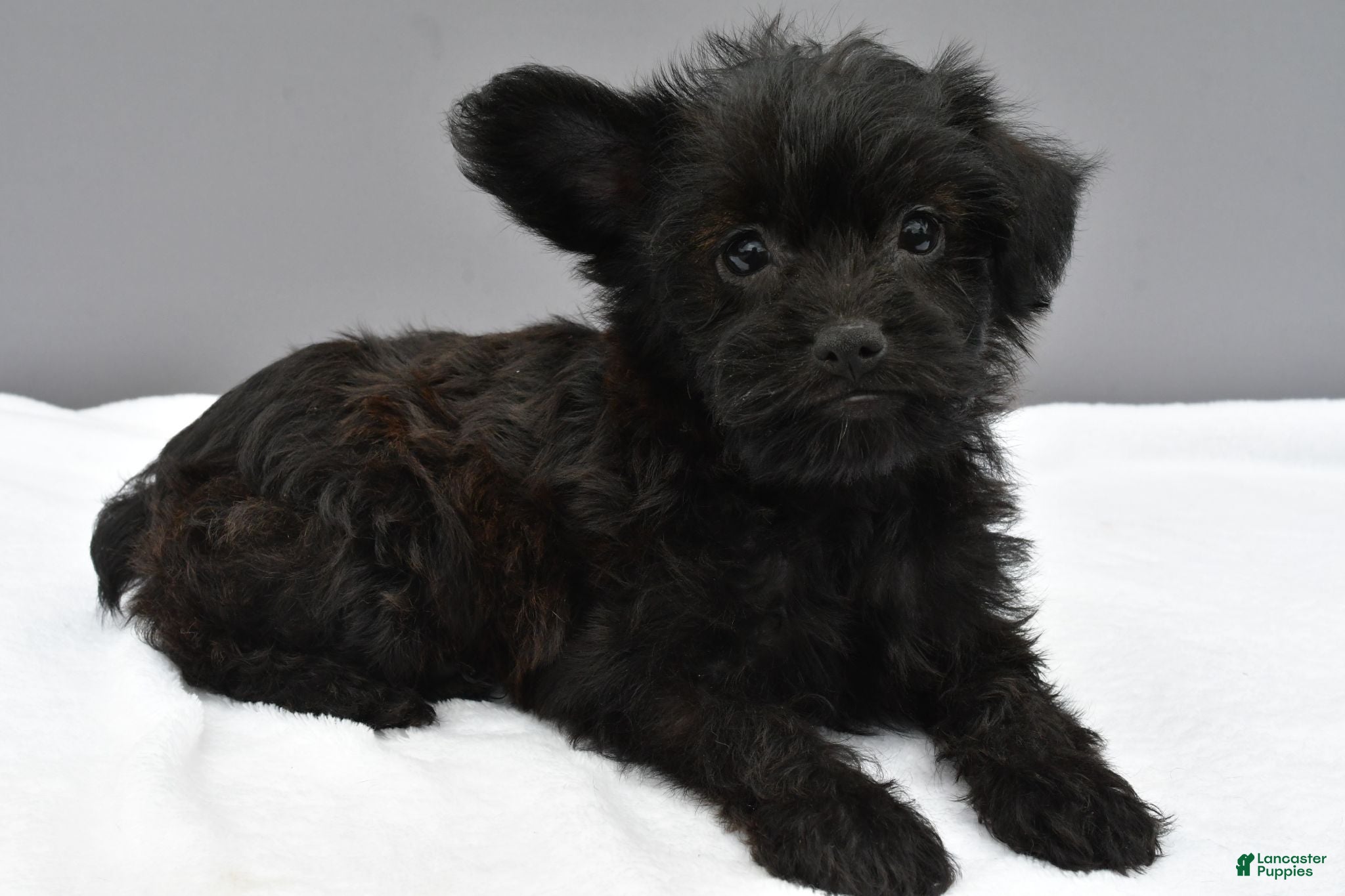 Yorkiepoo dogs Sophie - Ad 1