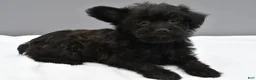 Yorkiepoo dogs for sale: Sophie - Ad 1