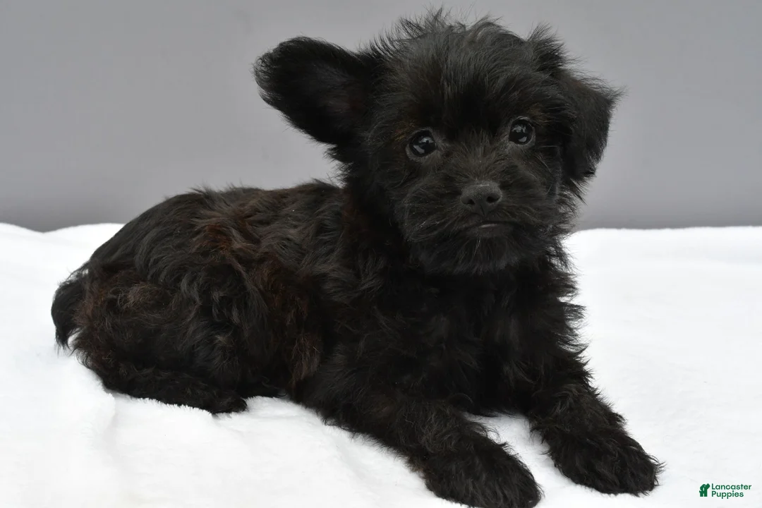 Yorkiepoo dogs for sale: Sophie - Ad 1
