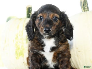 Miniature Dachshund dogs - Ad 5