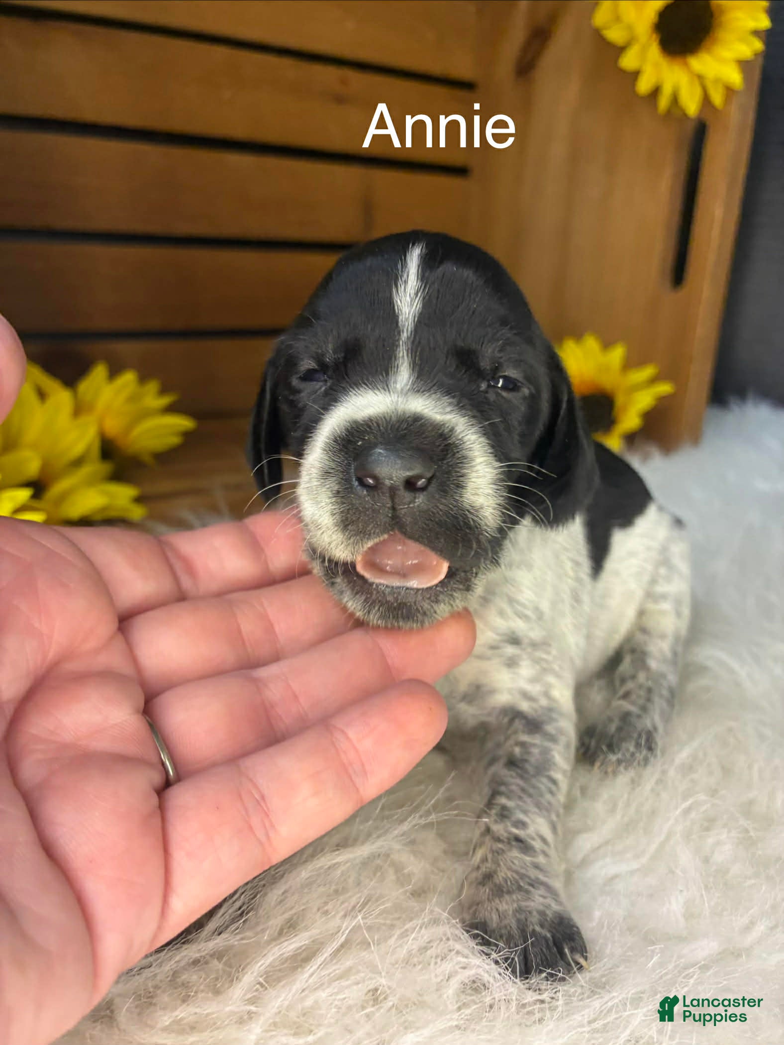 German Shorthaired Pointer dogs Annie - Ad 42