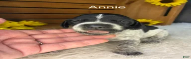 Annie