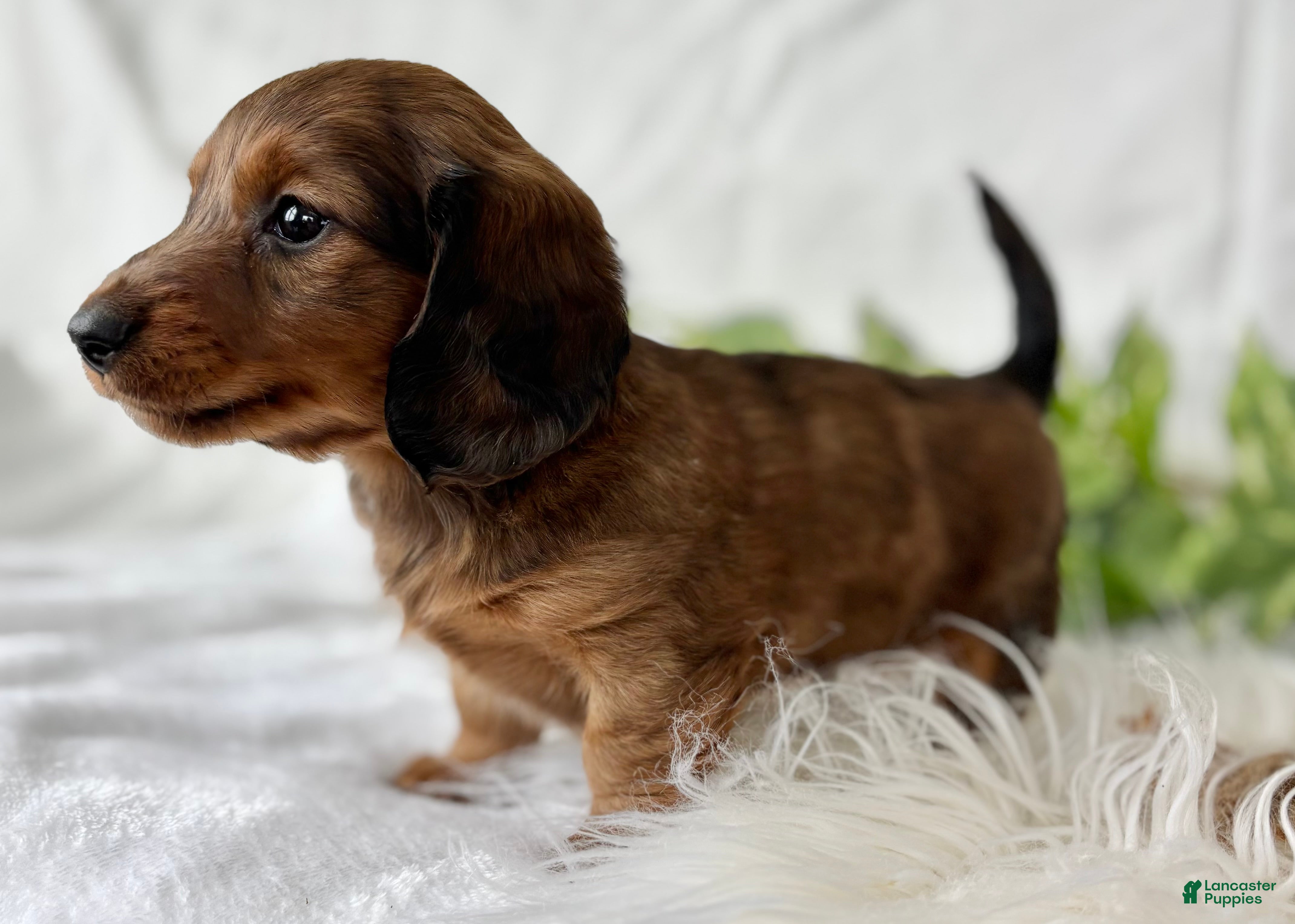 Miniature Dachshund dogs Sonny Boy Miniature Dachshund  - Ad 2
