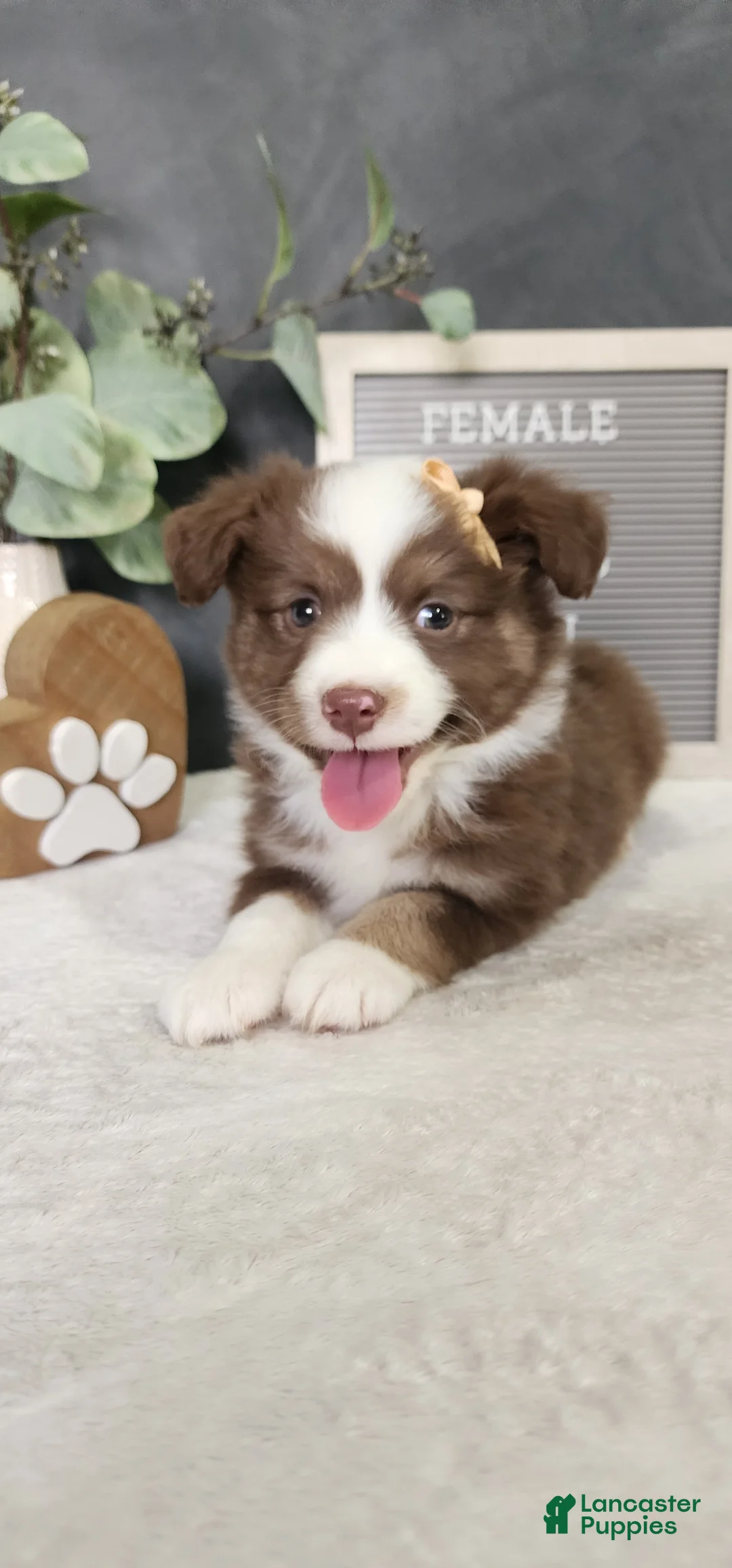 Miniature Australian Shepherd dogs for sale: Kara - Ad 7