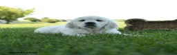 Golden Retriever dogs for sale: Lulu - Ad 2