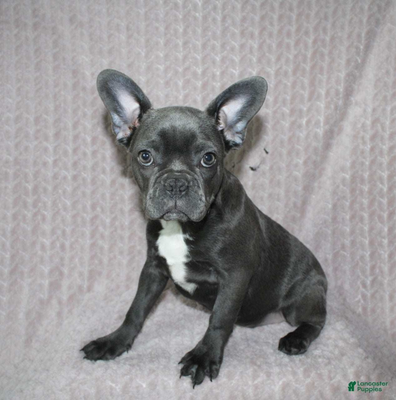 Frenchton dogs Frenchton Puppy 1 - Ad 1