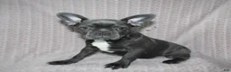 Frenchton dogs for sale: Frenchton Puppy 1 - Ad 1