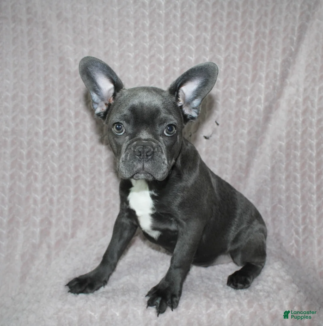 Frenchton dogs for sale: Frenchton Puppy 1 - Ad 1