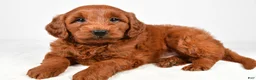Mini Goldendoodle dogs for sale: Cooper - Ad 5