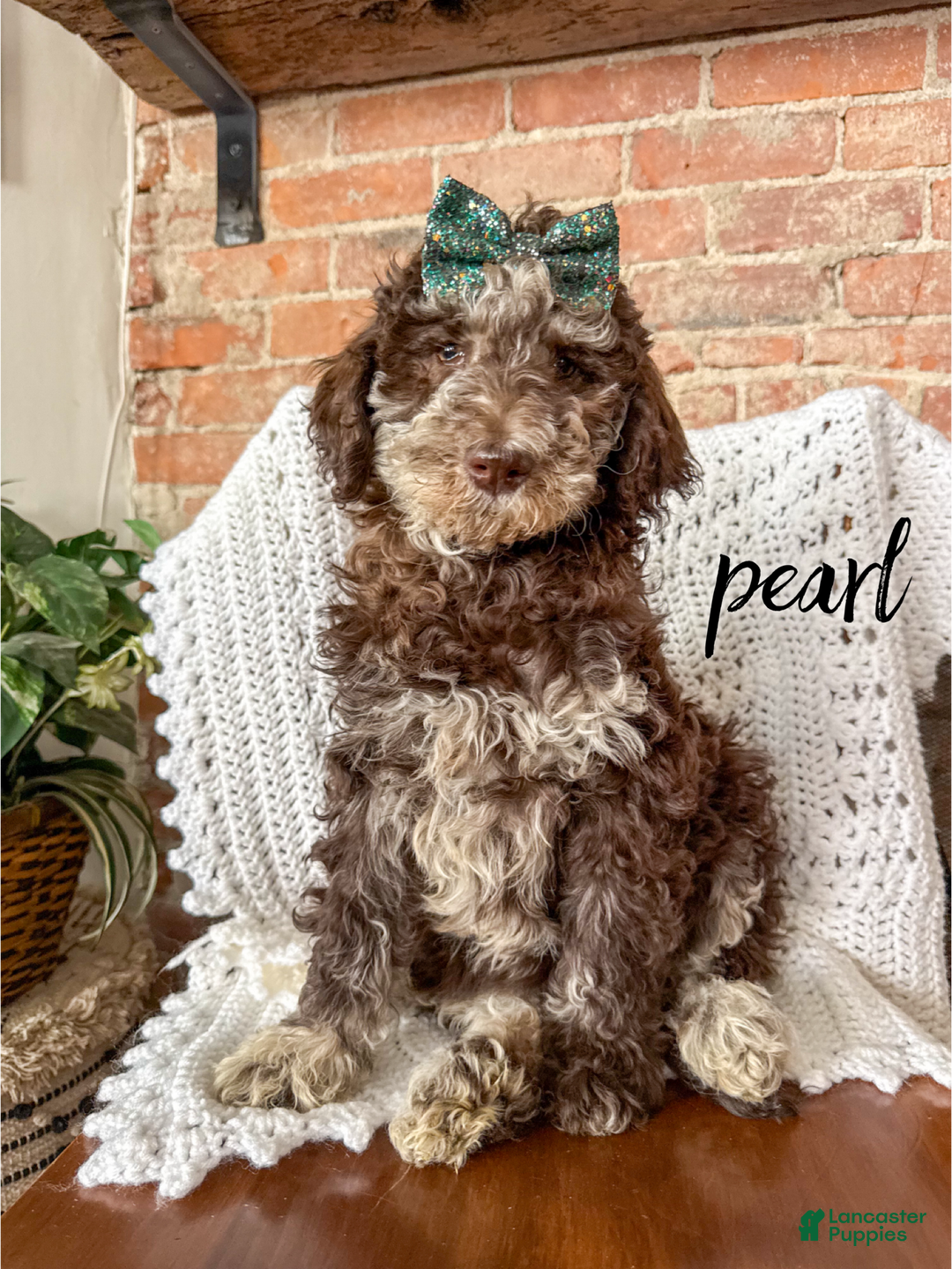 Mixed Breed dogs for sale: Pearl - Ad 1